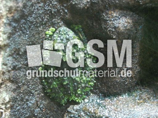 Vietnamesischer Moosfrosch.JPG